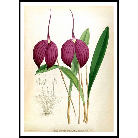 Orchid Album 13, A New Print Of a Vintage Flower Poster