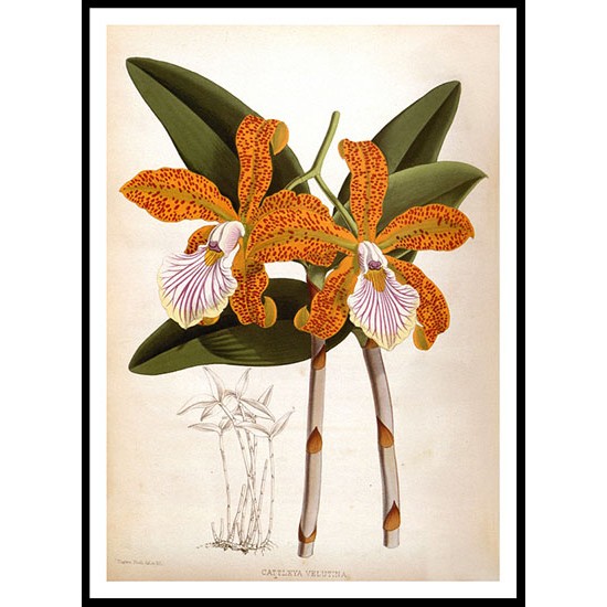 Orchid Album 14, A New Print Of a Vintage Flower Poster