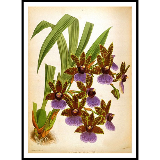 Orchid Album 15, A New Print Of a Vintage Flower Poster