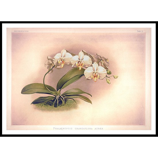 Reichenbachia 11, A New Print Of a Vintage Flower Poster