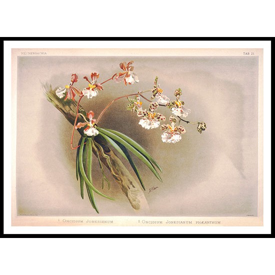 Reichenbachia 21, A New Print Of a Vintage Flower Poster