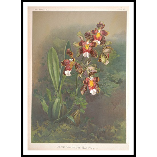 Reichenbachia 49, A New Print Of a Vintage Flower Poster