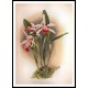 Reichenbachia 52, A New Print Of a Vintage Flower Poster