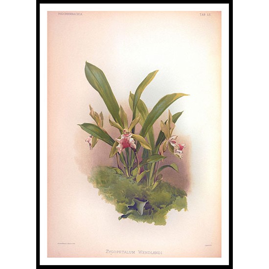 Reichenbachia 53, A New Print Of a Vintage Flower Poster