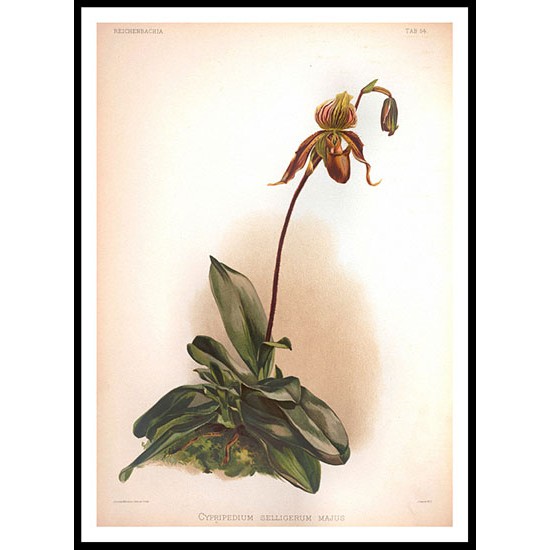 Reichenbachia 54, A New Print Of a Vintage Flower Poster