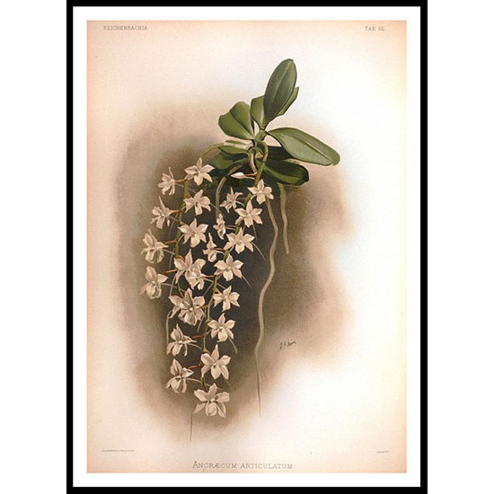 Reichenbachia 55, A New Print Of a Vintage Flower Poster