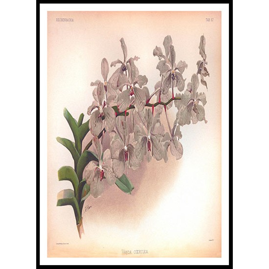 Reichenbachia 57, A New Print Of a Vintage Flower Poster