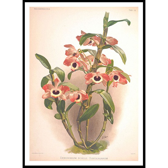 Reichenbachia 58, A New Print Of a Vintage Flower Poster