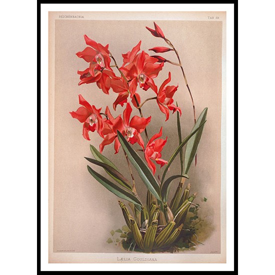 Reichenbachia 59, A New Print Of a Vintage Flower Poster