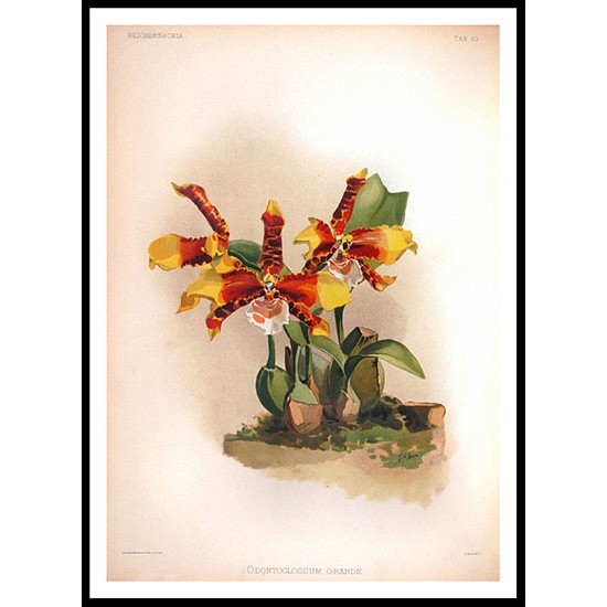 Reichenbachia 60, A New Print Of a Vintage Flower Poster