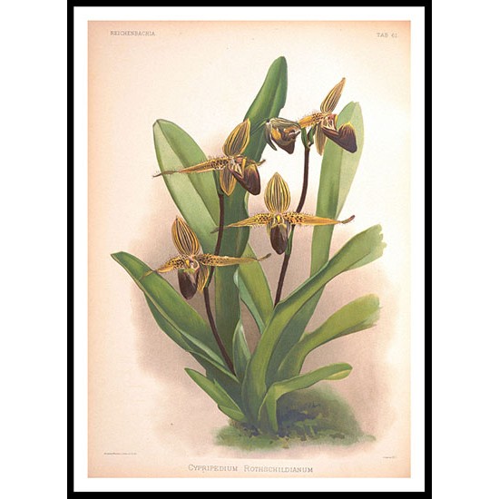 Reichenbachia 61, A New Print Of a Vintage Flower Poster