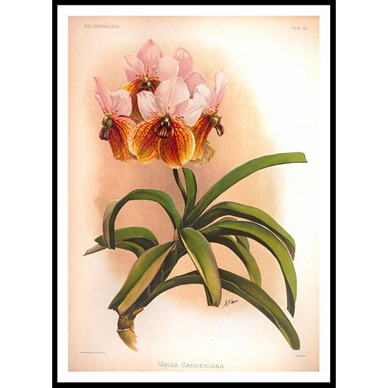 Reichenbachia 62, A New Print Of a Vintage Flower Poster