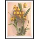 Reichenbachia 64, A New Print Of a Vintage Flower Poster