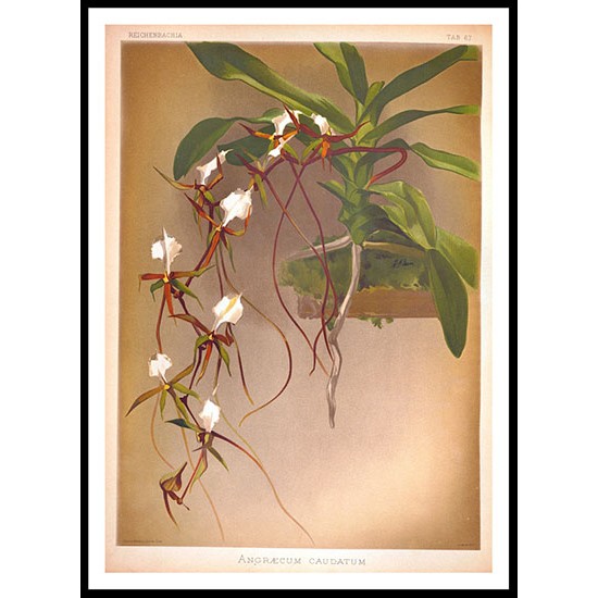 Reichenbachia 67, A New Print Of a Vintage Flower Poster