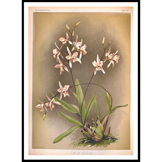 Reichenbachia 68, A New Print Of a Vintage Flower Poster