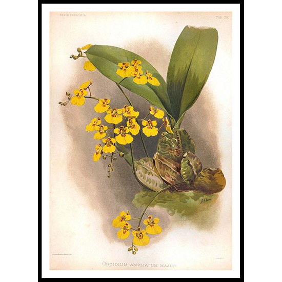 Reichenbachia 69, A New Print Of a Vintage Flower Poster