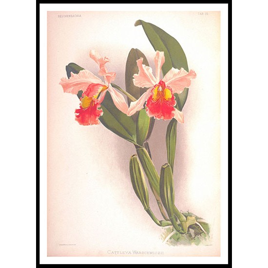 Reichenbachia 71, A New Print Of a Vintage Flower Poster