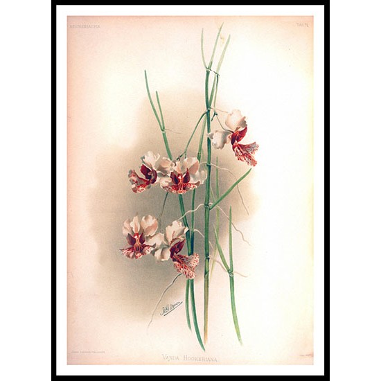 Reichenbachia 73, A New Print Of a Vintage Flower Poster