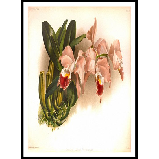 Reichenbachia 74, A New Print Of a Vintage Flower Poster