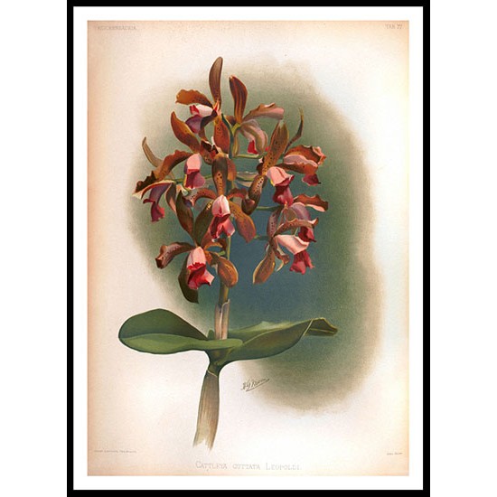 Reichenbachia 76, A New Print Of a Vintage Flower Poster