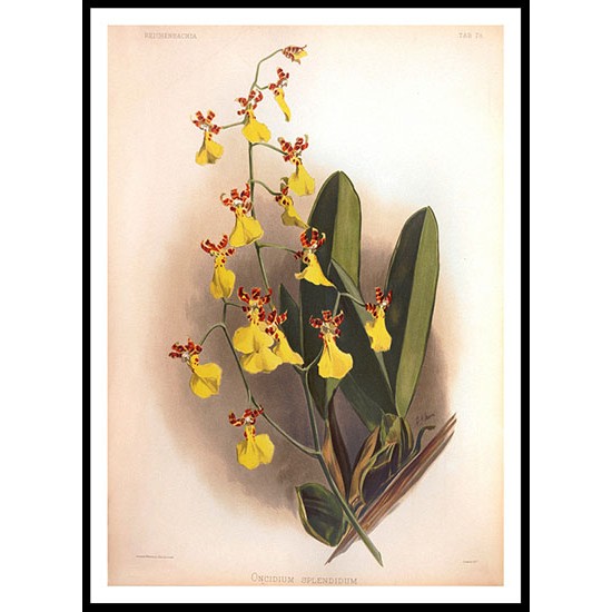 Reichenbachia 77, A New Print Of a Vintage Flower Poster