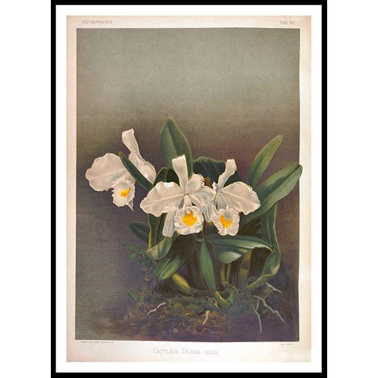 Reichenbachia 80, A New Print Of a Vintage Flower Poster