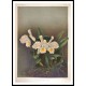 Reichenbachia 80, A New Print Of a Vintage Flower Poster