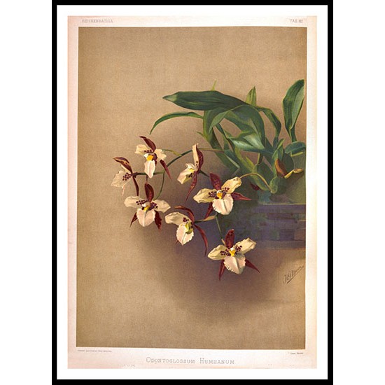 Reichenbachia 81, A New Print Of a Vintage Flower Poster