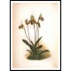 Reichenbachia 82, A New Print Of a Vintage Flower Poster