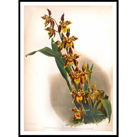 Reichenbachia 83, A New Print Of a Vintage Flower Poster