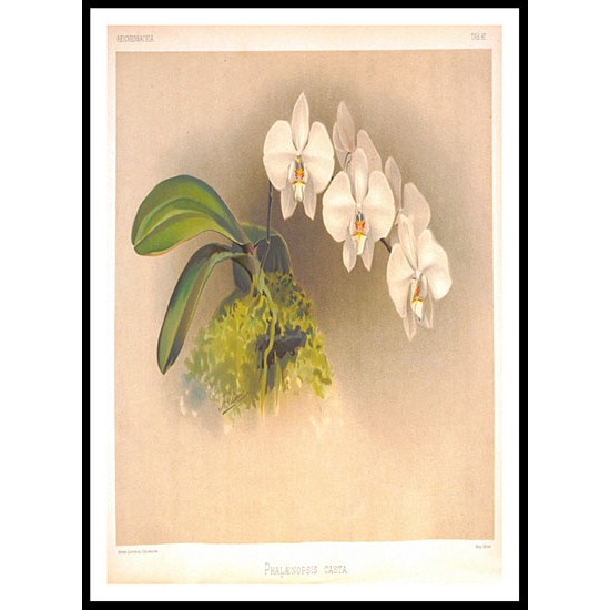 Reichenbachia 86, A New Print Of a Vintage Flower Poster