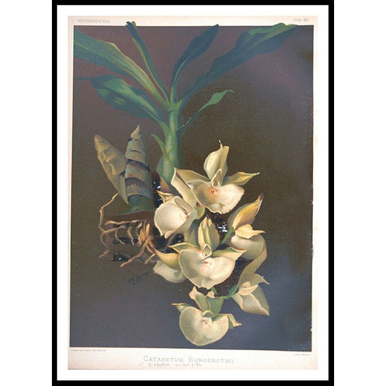 Reichenbachia 88, A New Print Of a Vintage Flower Poster