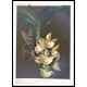 Reichenbachia 88, A New Print Of a Vintage Flower Poster