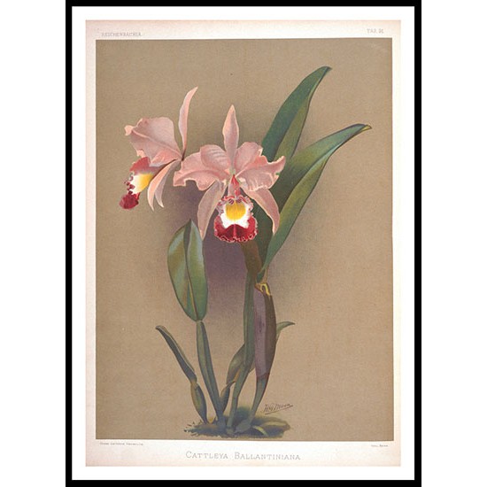 Reichenbachia 89, A New Print Of a Vintage Flower Poster