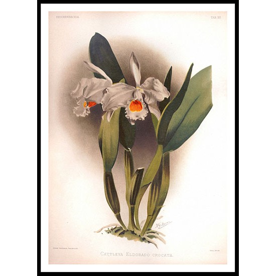 Reichenbachia 91, A New Print Of a Vintage Flower Poster