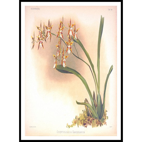 Reichenbachia 92, A New Print Of a Vintage Flower Poster