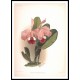 Reichenbachia 93, A New Print Of a Vintage Flower Poster