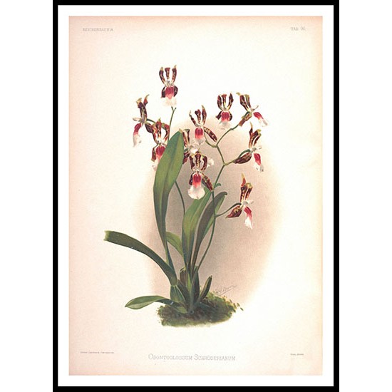 Reichenbachia 94, A New Print Of a Vintage Flower Poster