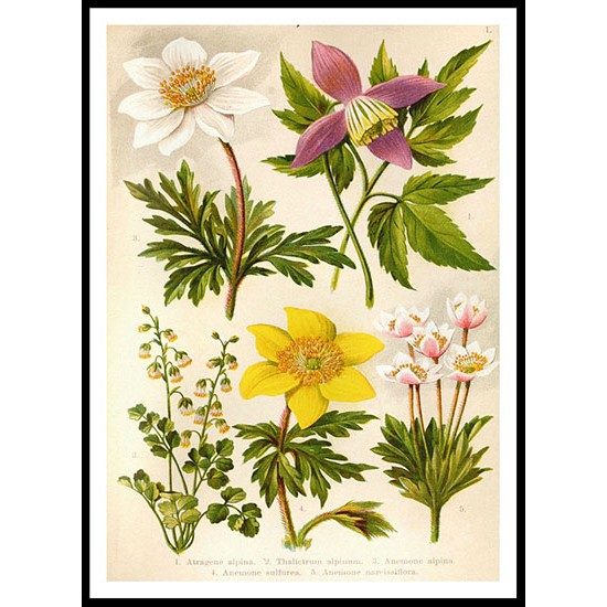 Vintage Flower - 1, A New Print Of a Vintage Flower Poster