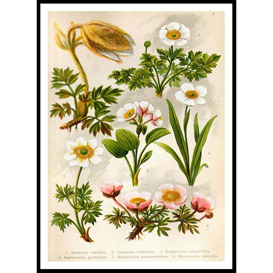 Vintage Flower - 2, A New Print Of a Vintage Flower Poster