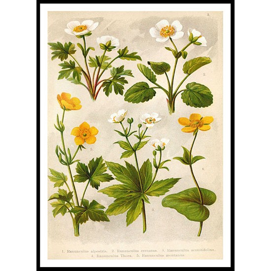 Vintage Flower - 3, A New Print Of a Vintage Flower Poster