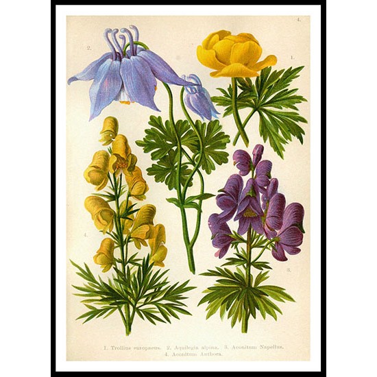 Vintage Flower - 4, A New Print Of a Vintage Flower Poster