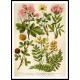 Vintage Flower - 10, A New Print Of a Vintage Flower Poster