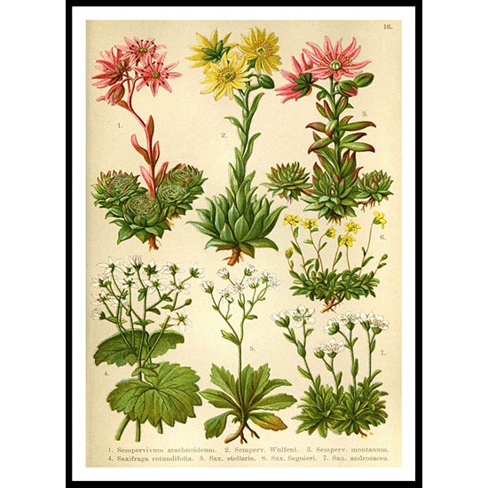 Vintage Flower - 11, A New Print Of a Vintage Flower Poster