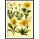 Vintage Flower - 14, A New Print Of a Vintage Flower Poster