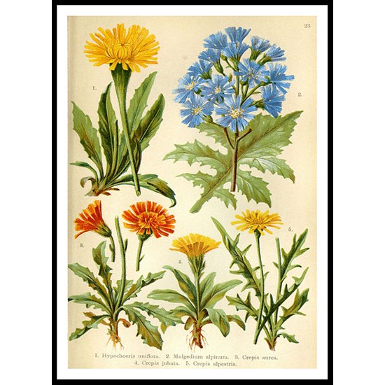 Vintage Flower - 15, A New Print Of a Vintage Flower Poster