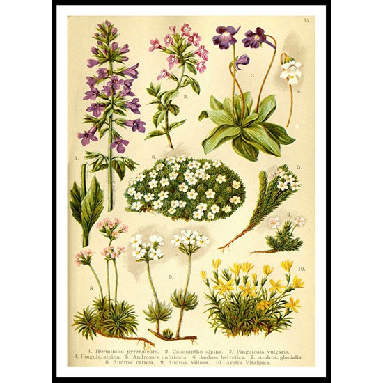 Vintage Flower - 20, A New Print Of a Vintage Flower Poster