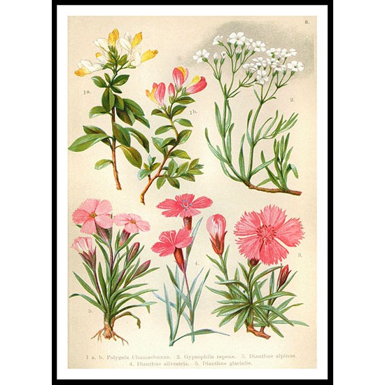 Vintage Flower - 23, A New Print Of a Vintage Flower Poster