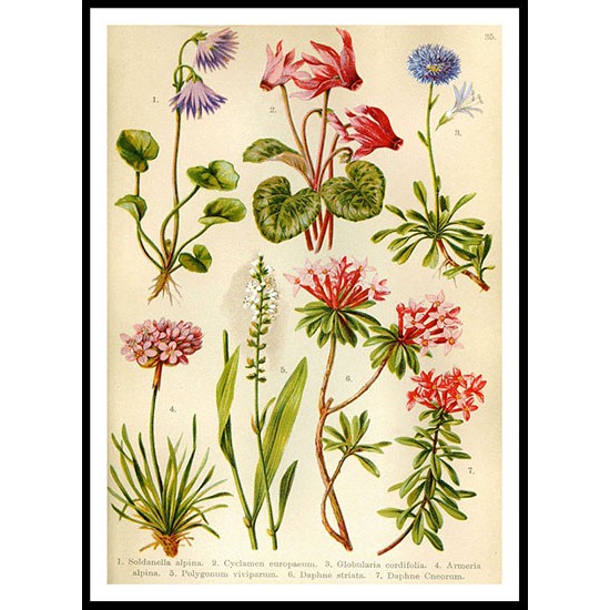 Vintage Flower - 37, A New Print Of a Vintage Flower Poster