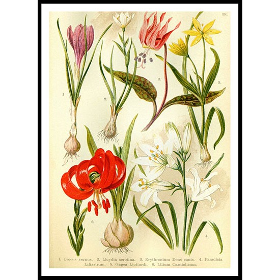 Vintage Flower - 38, A New Print Of a Vintage Flower Poster